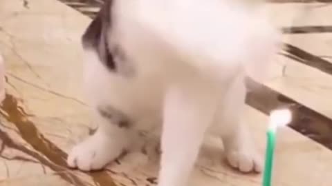 Funny Cat birthday cake | Funny cat videos (2021).