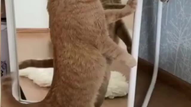 Funny Animal Videos 2022 - Funniest Cats And Dogs Videos - Cute Pets #shots