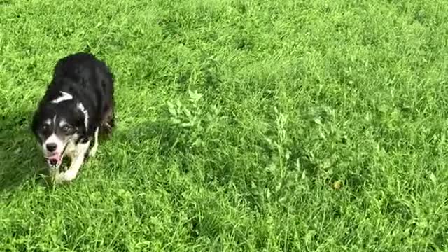 Dog in sheep herding