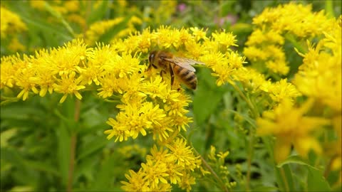 Honey bee collecting nectar pollen around flower