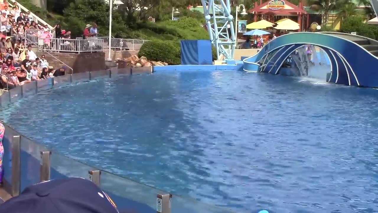 Dolphin Days (Full Show) at SeaWorld San Diego