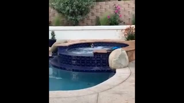 Funny animals with owners filming