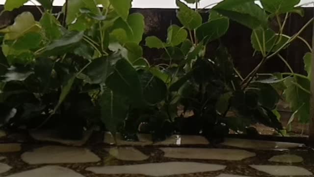 Rain is grace; rain is the sky descending to the earth; without rain, there would be no life.: