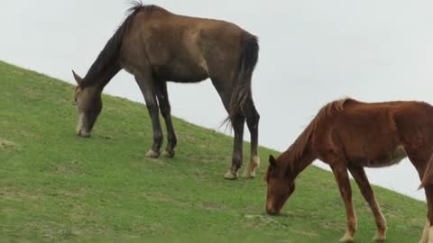 NATURE - Cloud's Legacy - The Wild Stallion Returns 2022 ANIMAL WORLD