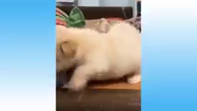 Top Funny Cat Videos - Try Not To Laugh # cute cat Video