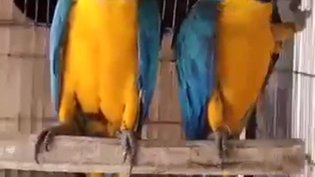 A pair of beautiful parrots talking to you