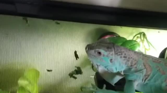 Smart iguana