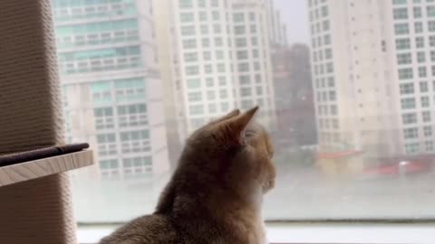 Cats funny