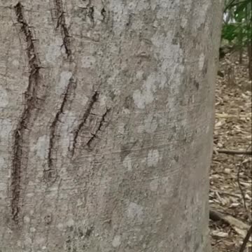 #18 Unexpected Bear Encounter at Men's Camp!