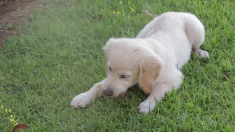 Puppy playing alone