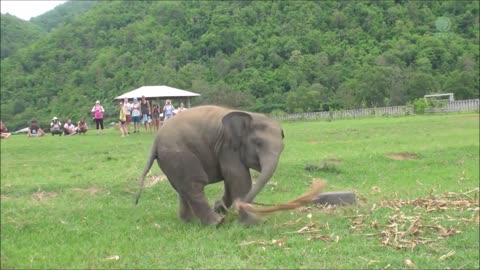 Baby Elephant VS Tyre