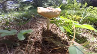 Mushroom