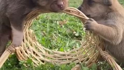 Most funny baby animals video