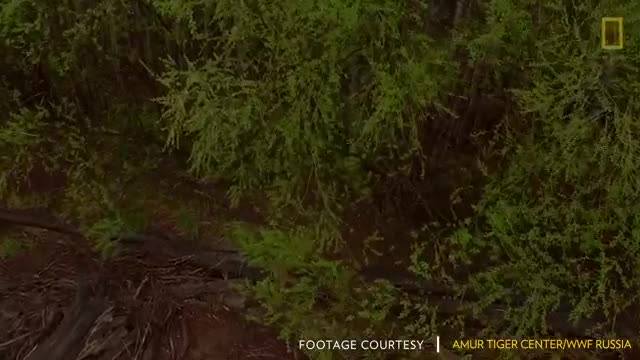 Siberian Tiger Rescued From City Streets, Returned to Wild - National Geographic