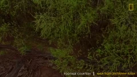 Siberian Tiger Rescued From City Streets, Returned to Wild - National Geographic