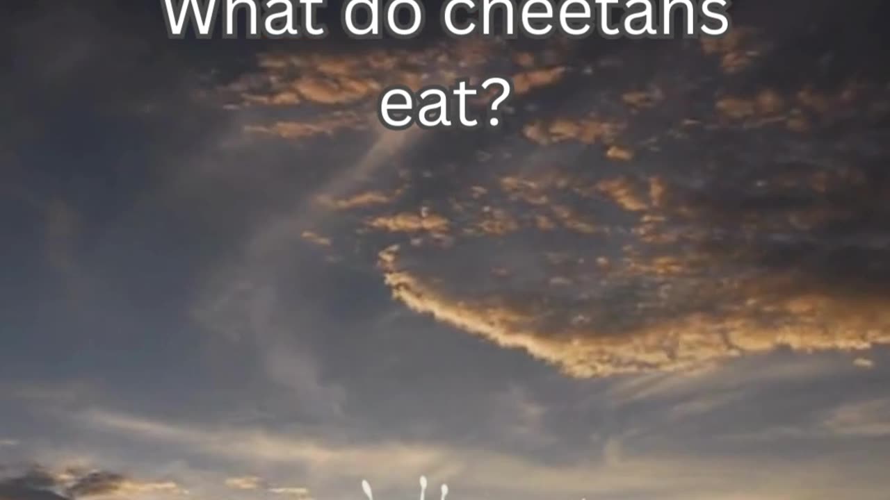 Cheetah Fact 5 - What do cheetahs eat?