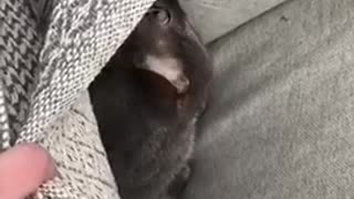 Cat tent