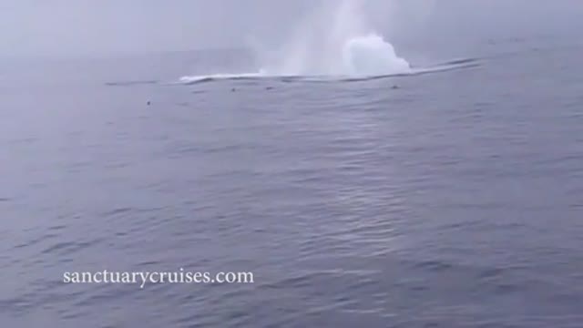 Humpback Whale Breaches on Monterey Bay Kayakers