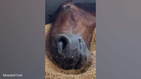 FUNNIEST Horse Videos ! #horse #funnyhorses #viral