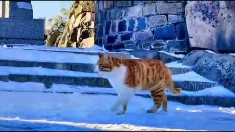 Handsome cat