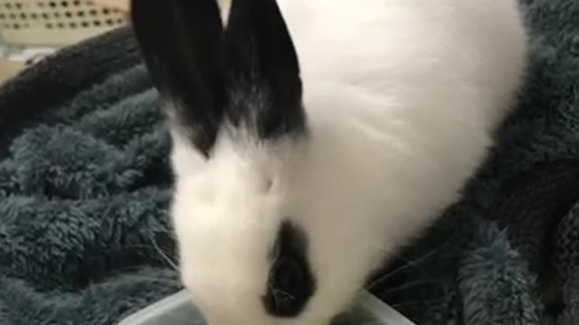 Bunny’s lunch time