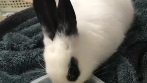 Bunny’s lunch time