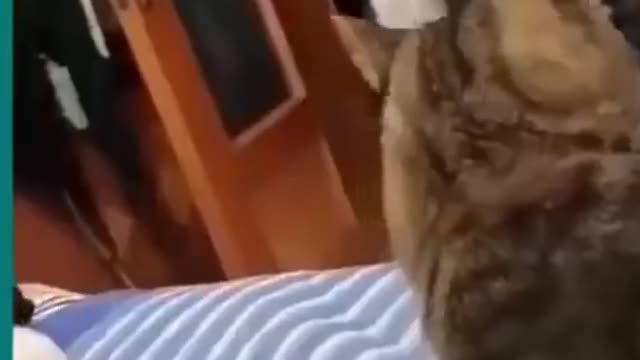 Cats and dogs fighting very funny