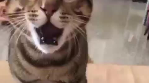 Funny cat video