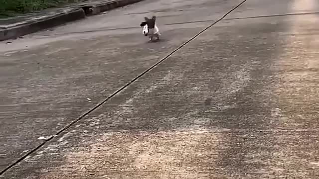Happy running dog