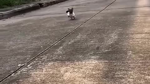 Happy running dog