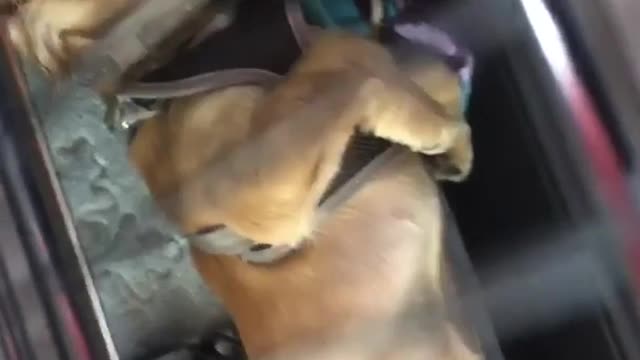 Brown puppy rolls around in cage