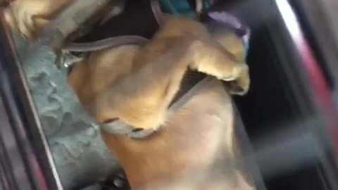 Brown puppy rolls around in cage