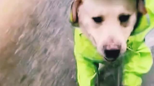 Cutest funny dogs are getting play in the rain