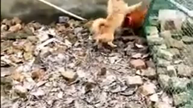 Chicken VS Dog!!! Who is higher on the food chain?!?