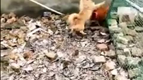 Chicken VS Dog!!! Who is higher on the food chain?!?