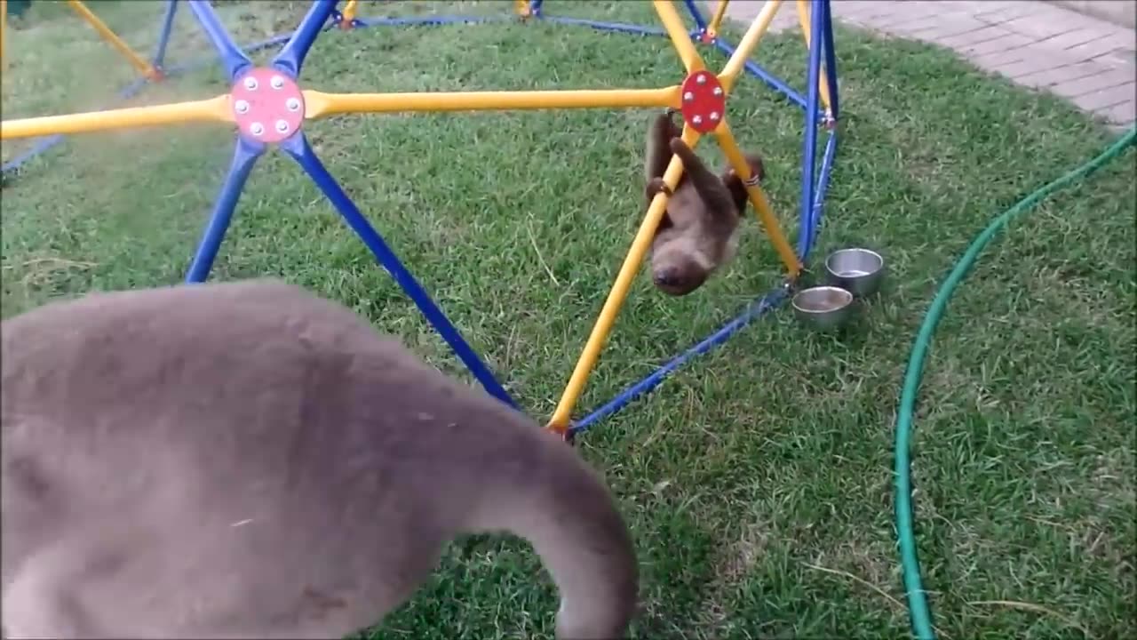 Sloth video funny