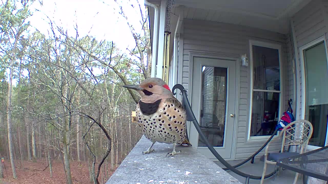 Northern Flicker Up close