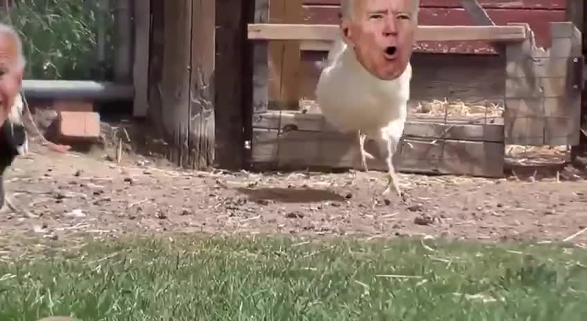 Who Let Biden Out Of The Hen House?