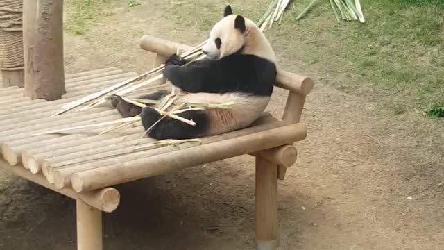 Panda sitting peacefully and eating bamboo