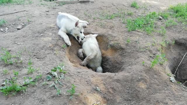 Battle of the huskies. 2 vs 1