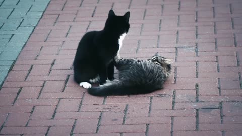 Gatos jugando