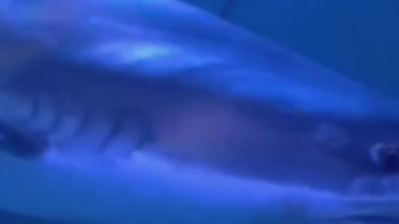 The life of fairly dark shark