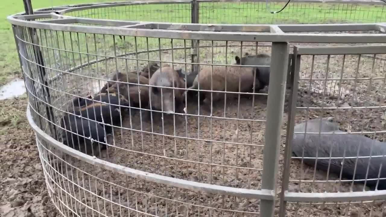 Dead Boars