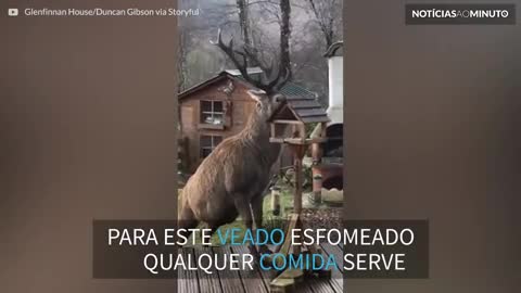 Veado guloso rouba comida de pássaros