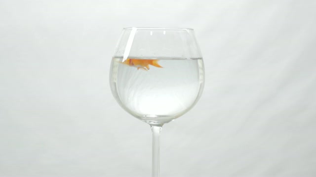 Goldfish Swimming In Wine Glass 4K