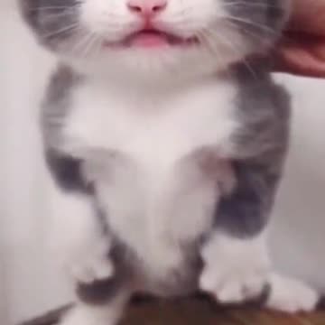 cute and funny cat #Rumble