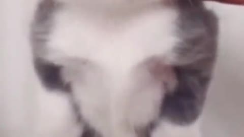 cute and funny cat #Rumble