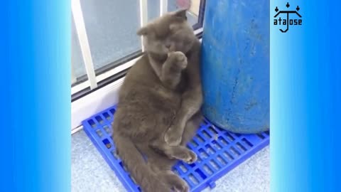 comedy cats