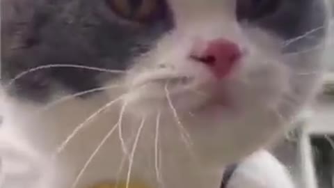 TRY NOT TO LAUGH- Funniest😂Animals Moments🐶🐱||Cute Animals❤️