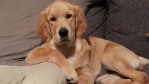 Funny Animals 1